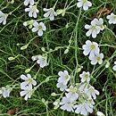 Cherleria laricifolia ssp. laricifolia (mokrzyca modrzewiolistna typowa)