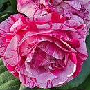 Rosa hort. Ferdinand Pichard