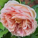 Rosa hort. Gloire de Dijon