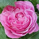 Rosa hort. Mrs John Laing