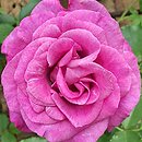 Rosa hort. Dorient