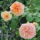 Rosa hort. Alchymist