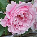 Rosa hort. Glenrose