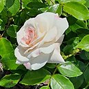 Rosa hort. Frére de Taizé