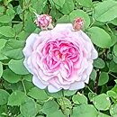 Rosa hort. Cottage Rose