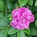 Rosa hort. Hansa