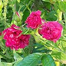 Rosa hort. F.J. Grootendorst