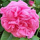 Rosa hort. Radliniec