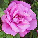 Rosa hort. Adam Chodun