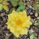 Rosa hort. Golden Sun