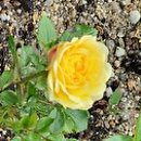 Rosa hort. Fairy Gold