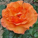 Rosa hort. Doris Tysterman