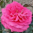 Rosa hort. Cantilena Bohemica