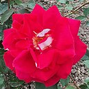 Rosa hort. Orion