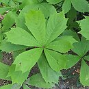 Rodgersia Parasol