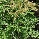 Aruncus Guinea Fowl