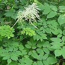 Aruncus vulgaris