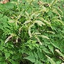 Aruncus Sommeranfang