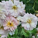 Rosa hort. Parfum d'Evita