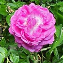 Rosa hort. Reine des Violettes