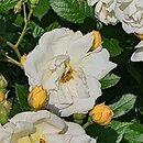 Rosa hort. Ghislaine de Feligonde