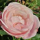 Rosa hort. Madame Pierre Oger