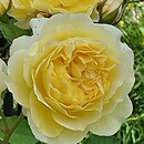 Rosa hort. AUSwalker