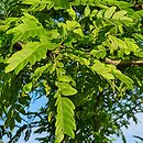 Gleditsia caspica (glediczja kaspijska)