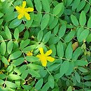 Hypericum calycinum (dziurawiec kielichowaty)