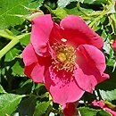 Rosa hort. Stadt Rom