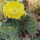 Opuntia phaeacantha var. camanchica cv. Albispina