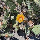 Opuntia phaeacantha Longispina