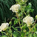 Rosa hort. Korjoslio