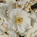 Rosa hort. Sally Holmes