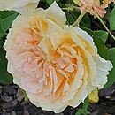 Rosa hort. Poulen002