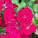 Rosa hort. Bienenweide Hellrot