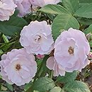 Rosa hort. Lilac Bouquet