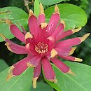 Calycanthus floridus (kielichowiec wonny)