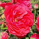 Rosa hort. Merkury 2000