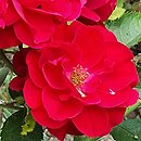 Rosa hort. Flammentanz