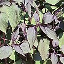 Ageratina altissima Chocolate