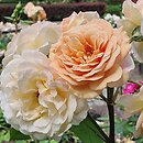 Rosa hort. Ausles