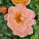 Rosa hort. Sedana