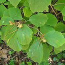 Fotergilla major (fotergilla amerykańska)