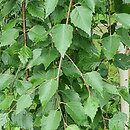 Betula utilis Long Trunk