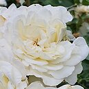 Rosa hort. White Rose