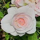 Rosa hort. Aspirin Rose