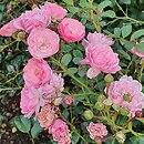 Rosa hort. Pink Sprite