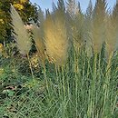 Cortaderia selloana (kortaderia pampasowa)