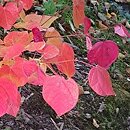 Disanthus cercidifolius (dwukwiat judaszolistny)